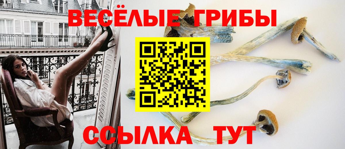 Киселёвск  Псилоцибиновые грибы мицелий  Вход с VPN  Псилоцибиновые грибы GOLDEN TEACHER 